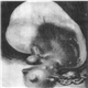 Spiteful Womb - Grey Chambers